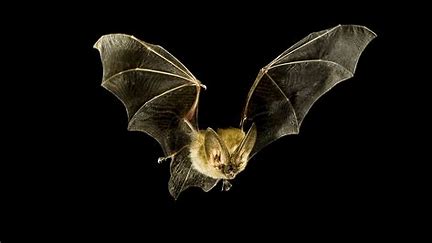 bat