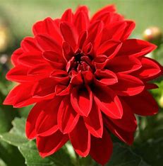 dahlia