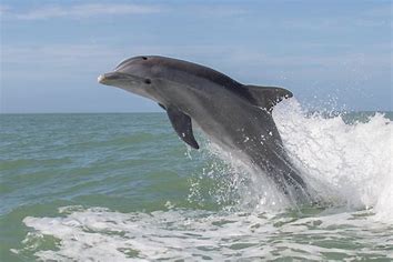 dolphin