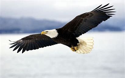 eagle