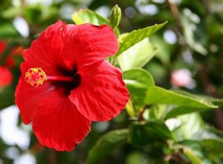 hibiscus