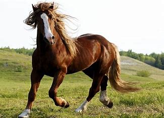 horse