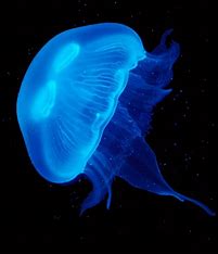 jellyfish