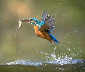 kingfisher