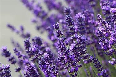 lavender