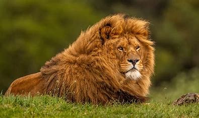 lion