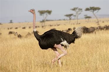 ostrich