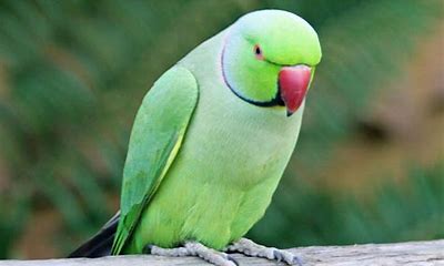 parrot