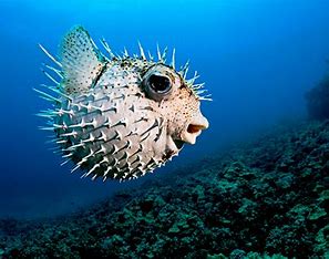 pufferfish