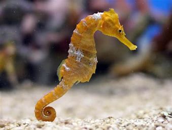 seahorse