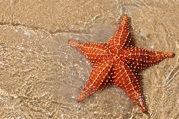 starfish