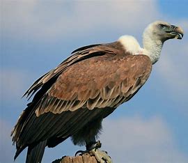 vulture