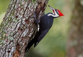 woodpecker